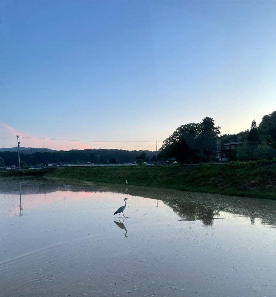 富山県氷見市久目地区の水田風景１