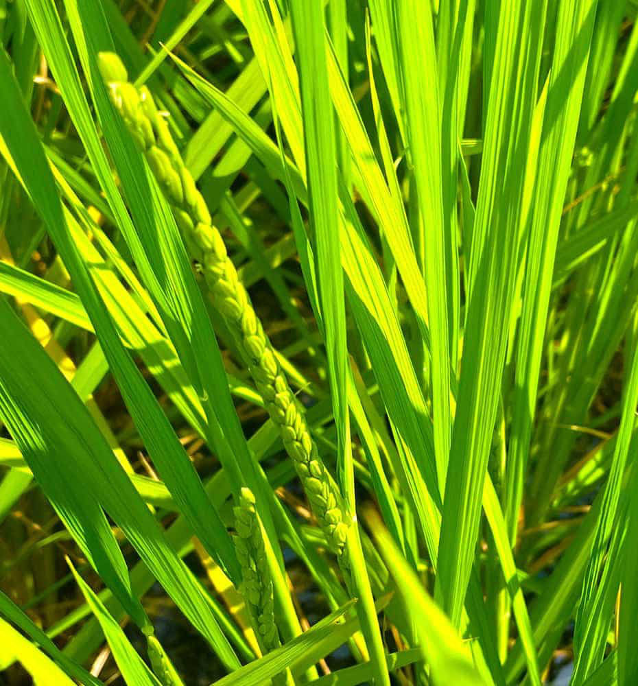 富山県氷見市久目地区の水田風景10