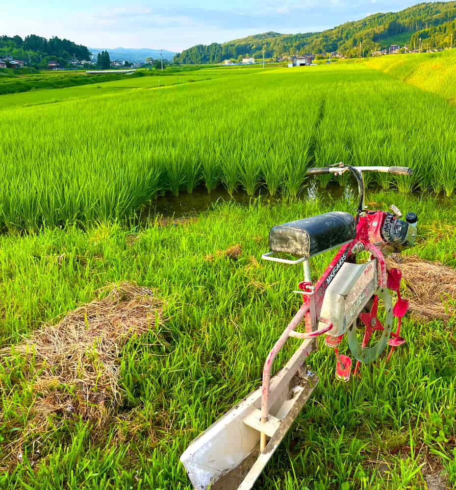 富山県氷見市久目地区の水田風景11