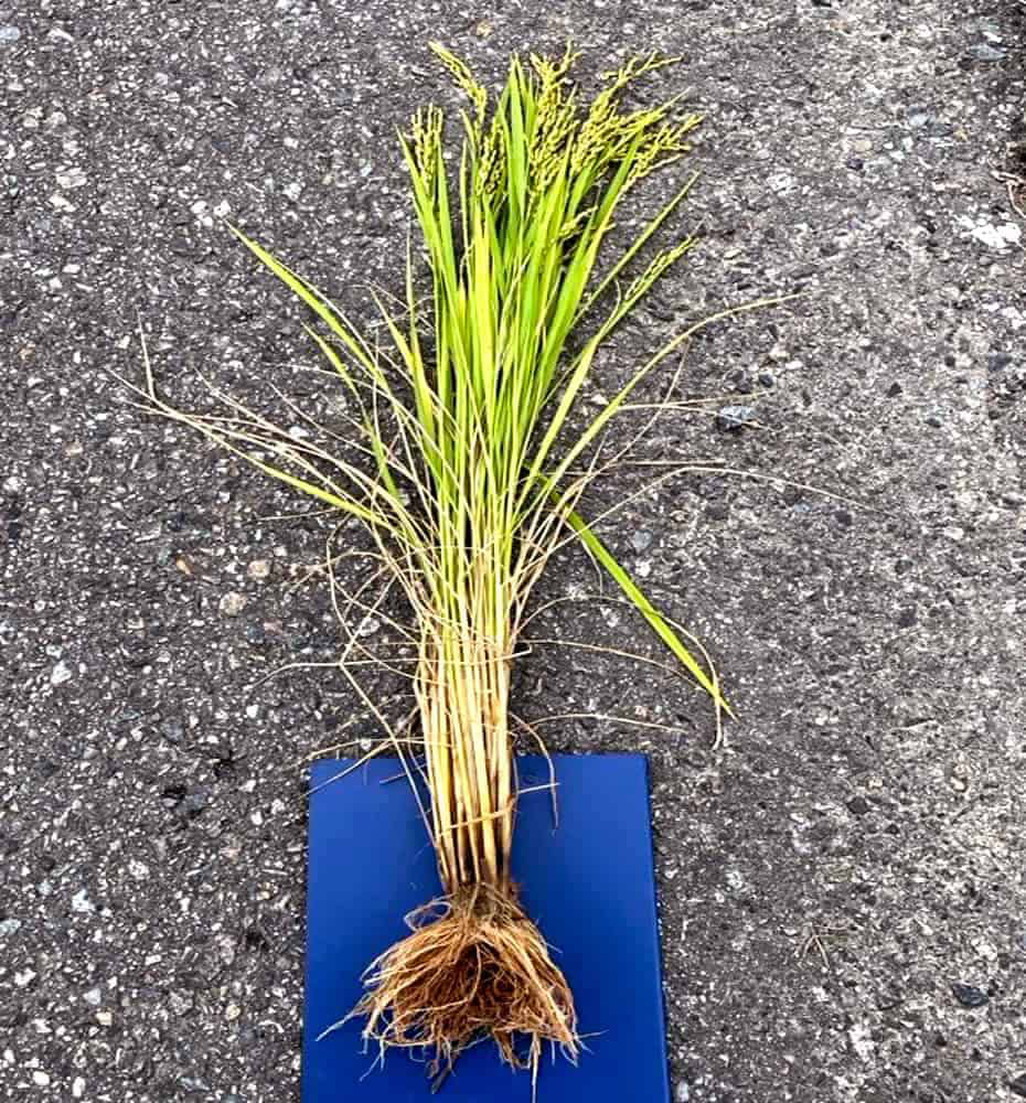 富山県氷見市久目地区の水田風景12