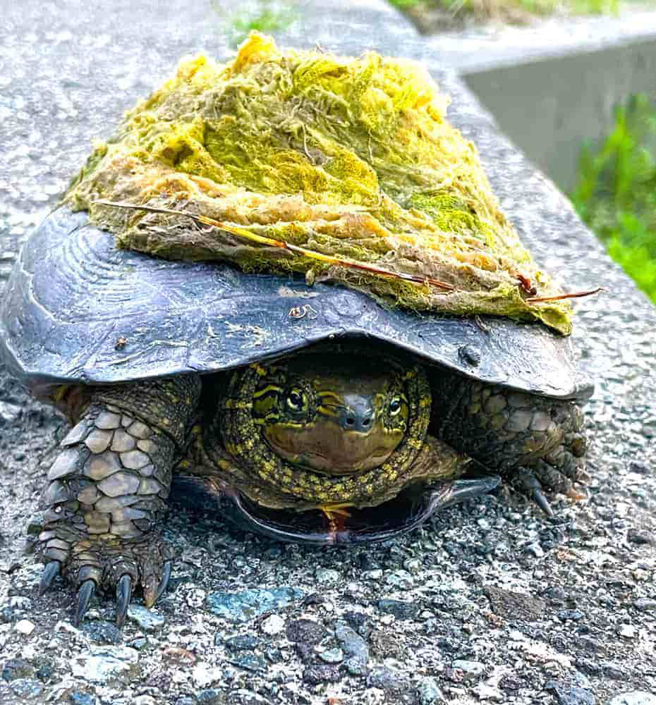 富山県氷見市久目地区の水田風景13