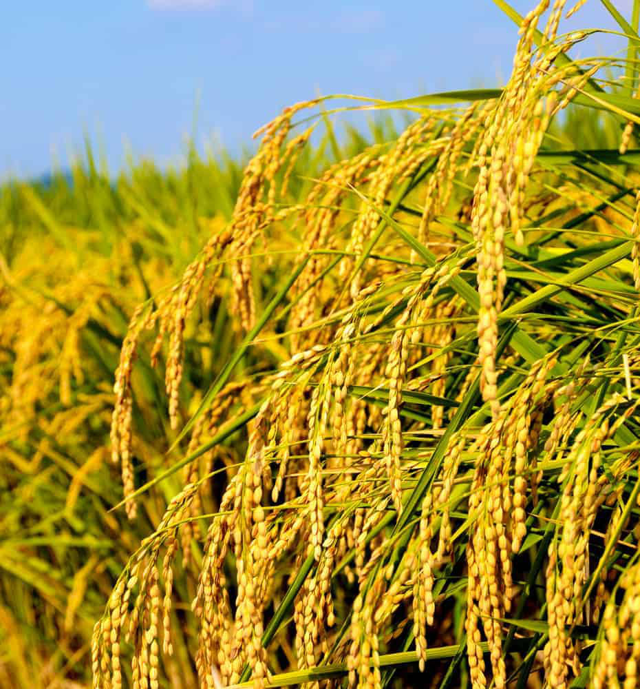 富山県氷見市久目地区の水田風景15