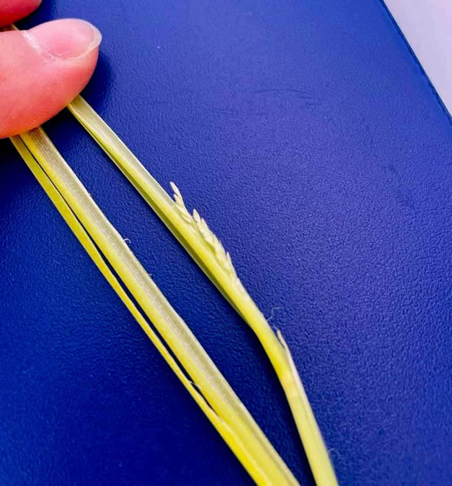 富山県氷見市久目地区の水田風景16