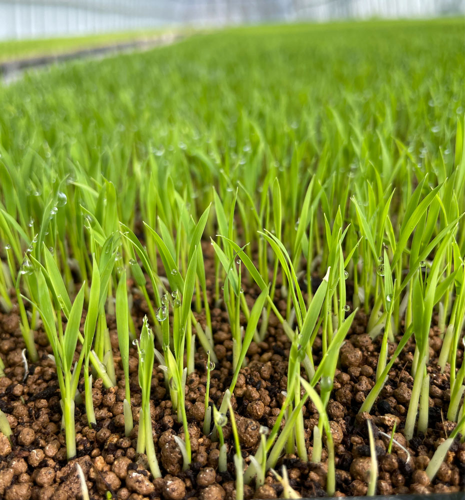 富山県氷見市久目地区の水田風景の3