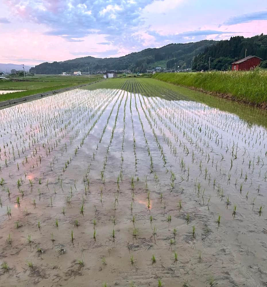 富山県氷見市久目地区の水田風景4
