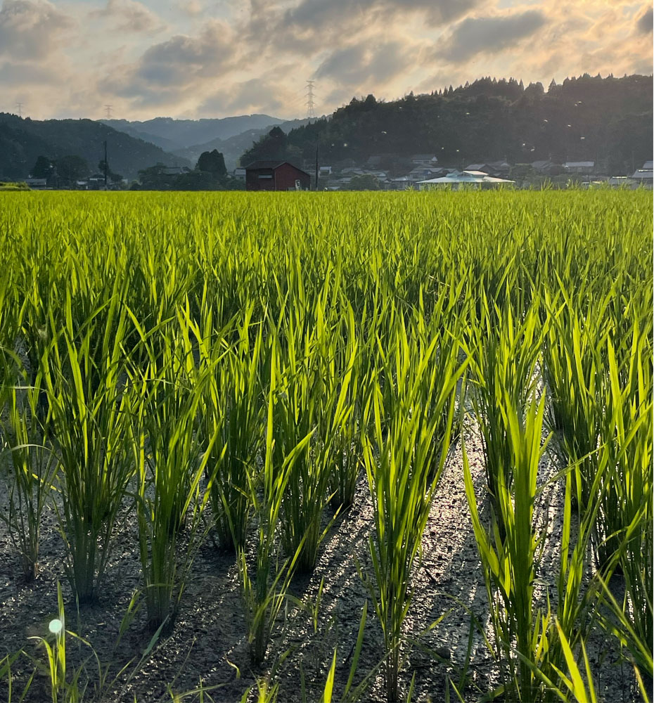 富山県氷見市久目地区の水田風景7