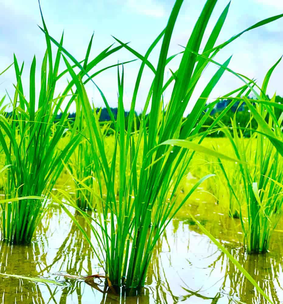富山県氷見市久目地区の水田風景8