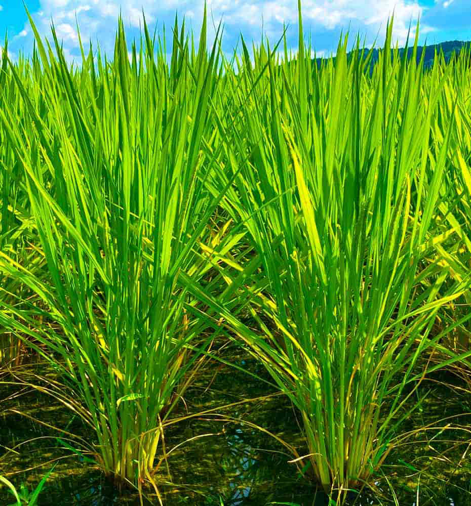富山県氷見市久目地区の水田風景9